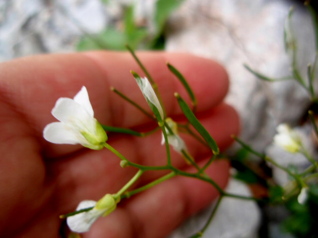 Arabis bellidifolia  / Arabetta minore